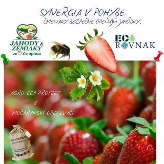 🍓🐝 Príroda v rovnováhe – takto vyzerá zdravá spolupráca medzi organickým poľnohospodárstvom a opeľovačmi! 🤗 Vo videu...